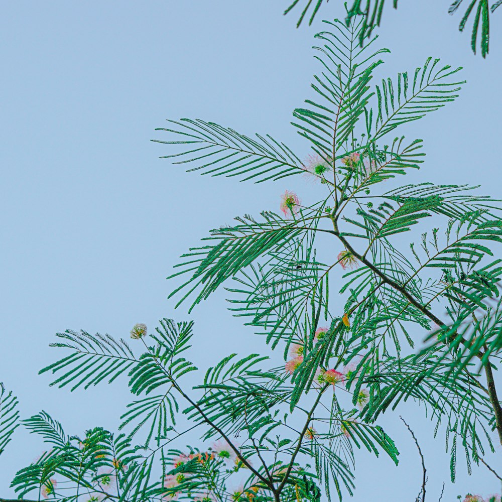 green palm tree under white sky