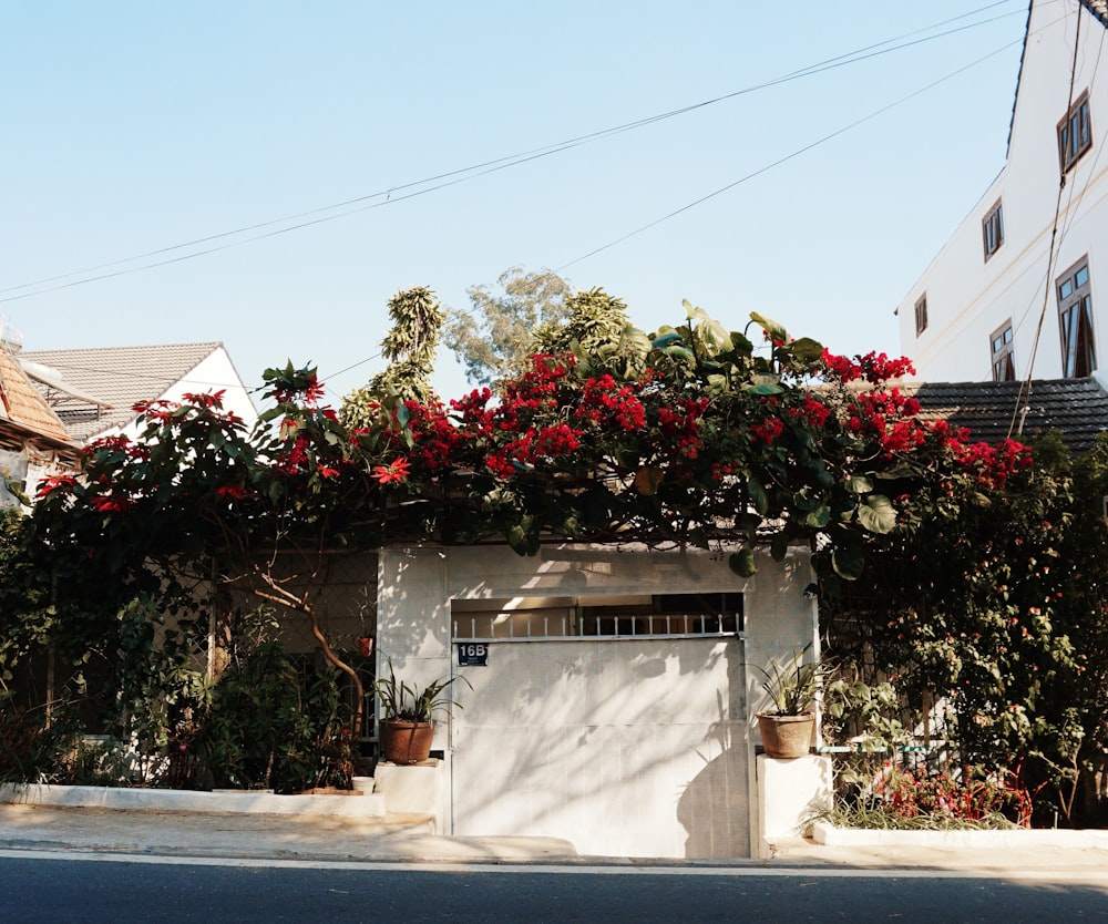 red flowers on white concrete wall