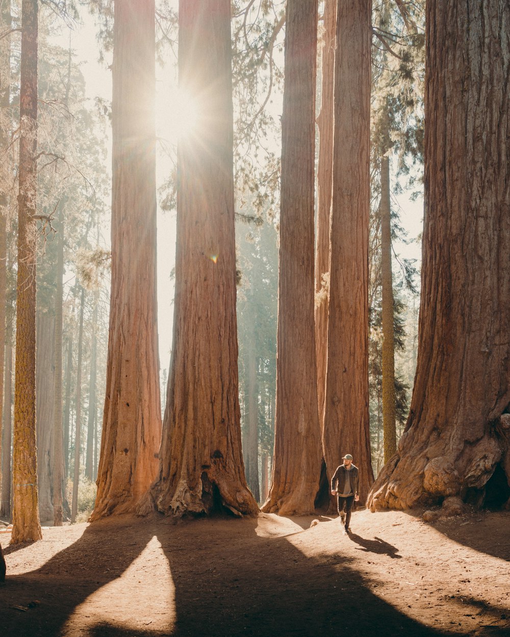 arbres bruns sur sol brun pendant la journée