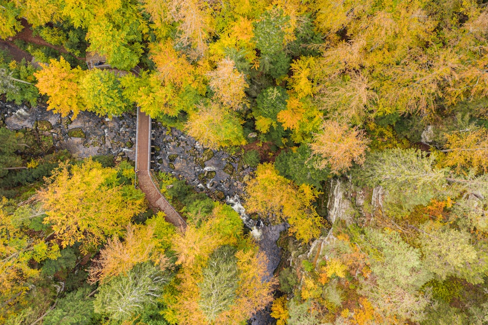 yellow and green trees during daytime