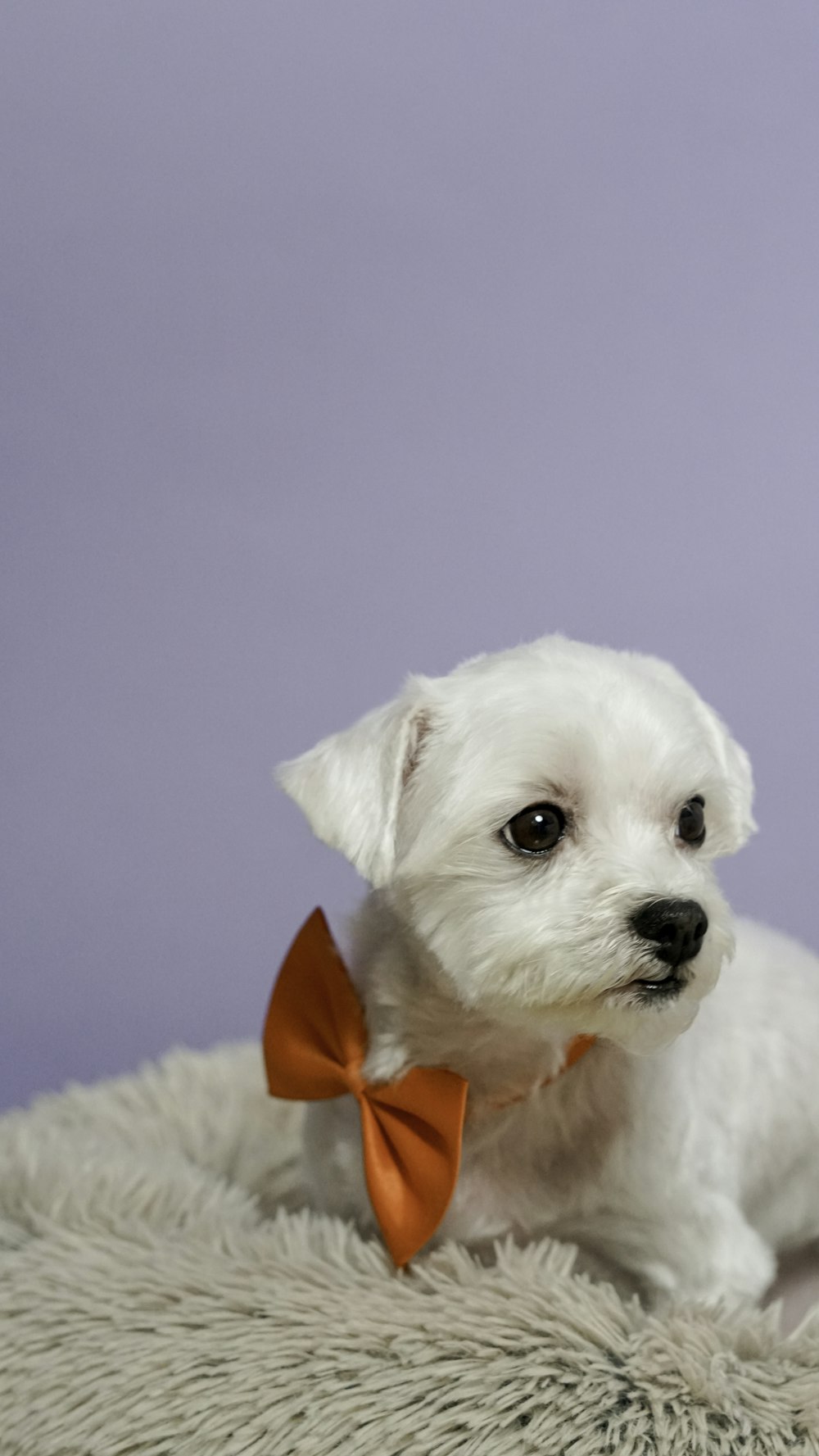 赤い蝶ネクタイをした白いロングコートの小型犬