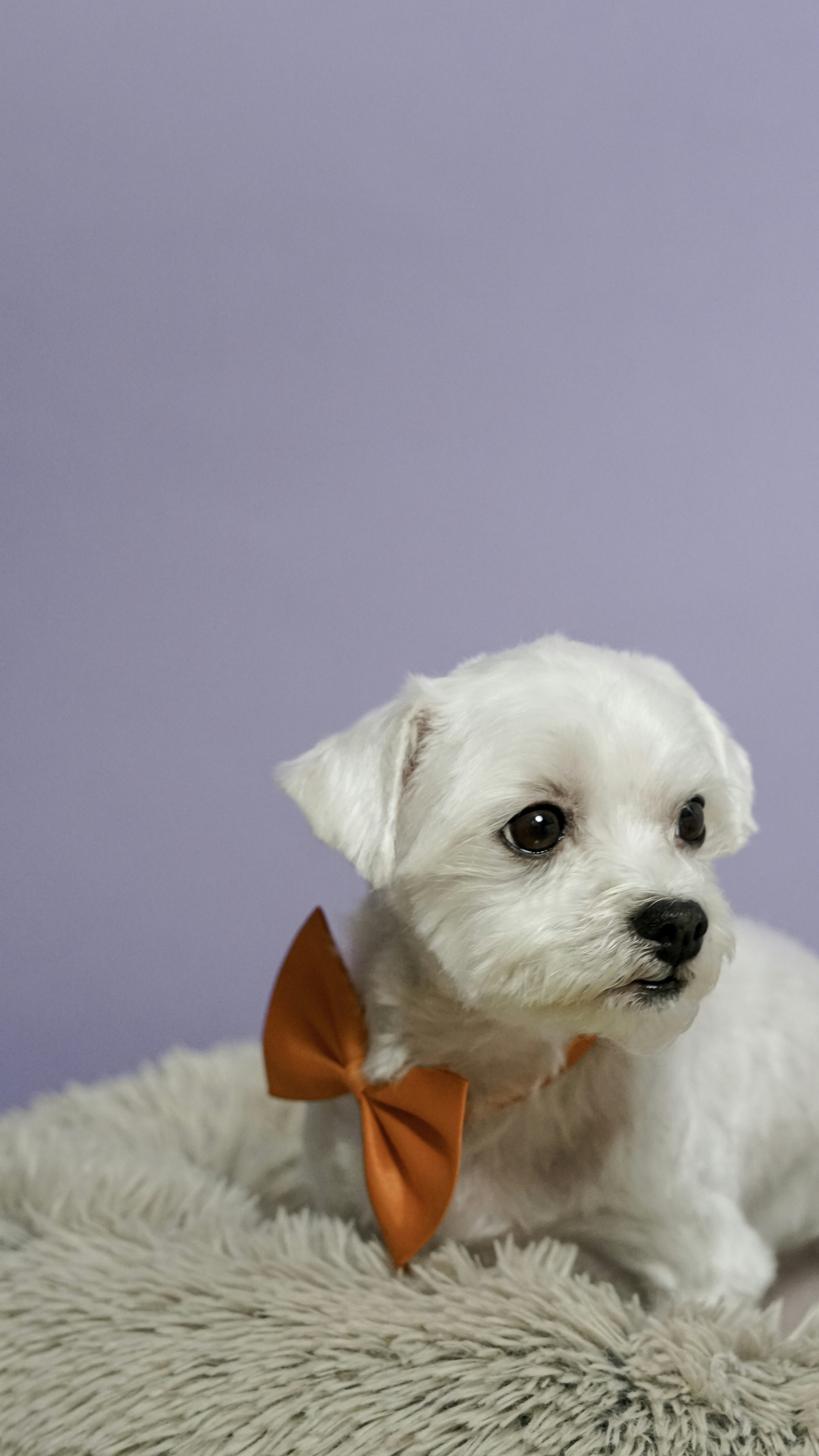5 Facts About the Maltese Dog We Guarantee You'll Love