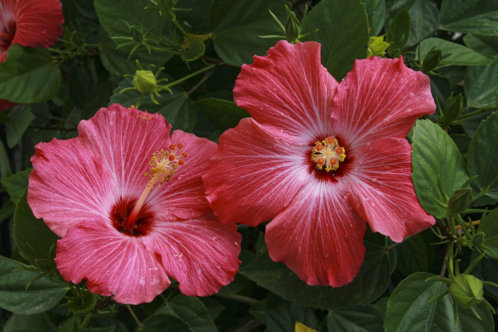 hibiscus rouge en fleurs pendant la journée