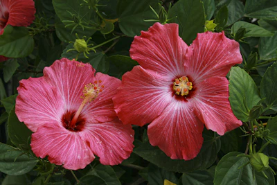 Hibiscus Gudhal Flower Plant India