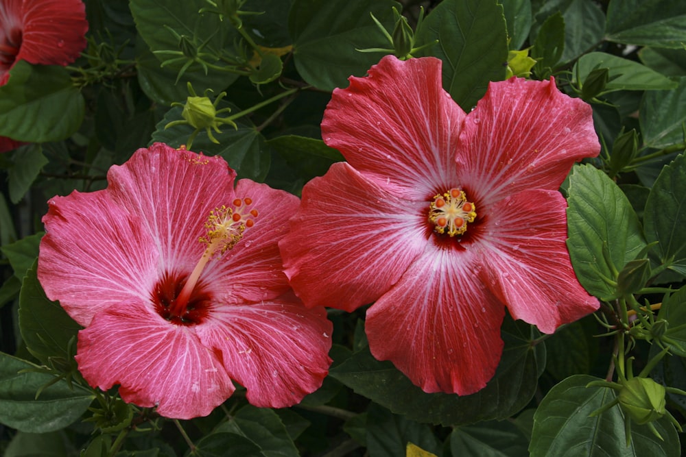 red hibiscus flowers and leaves
