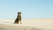 A calm Rottweiler sitting obediently next to a security officer in uniform.