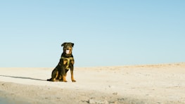 A calm Rottweiler sitting obediently next to a security officer in uniform.