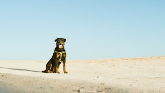 A proud Rottweiler standing alert in a lush green field under a clear blue sky.