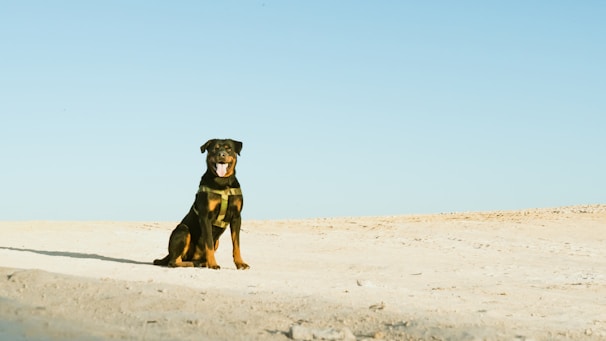 A proud Rottweiler standing alert in a lush green field under a clear blue sky.