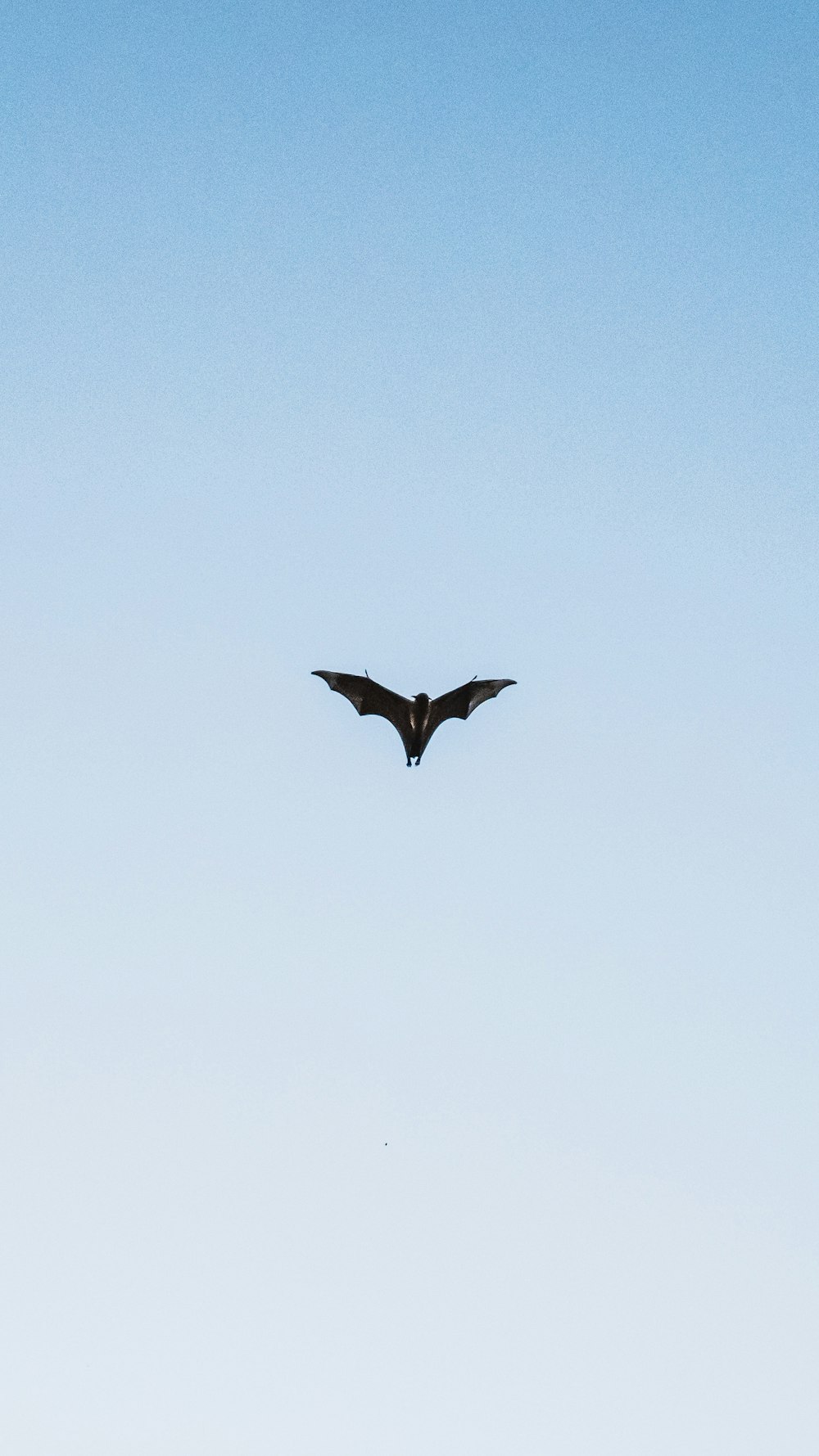 Schwarzer Vogel fliegt tagsüber unter blauem Himmel