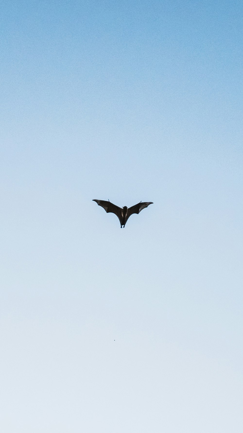 black bird flying under blue sky during daytime