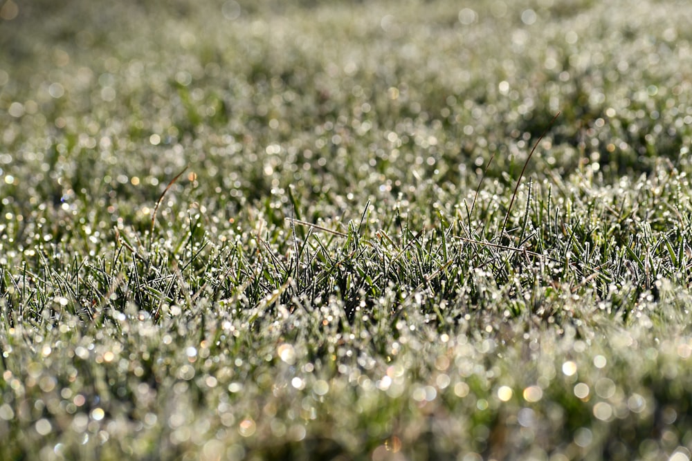 green grass field during daytime