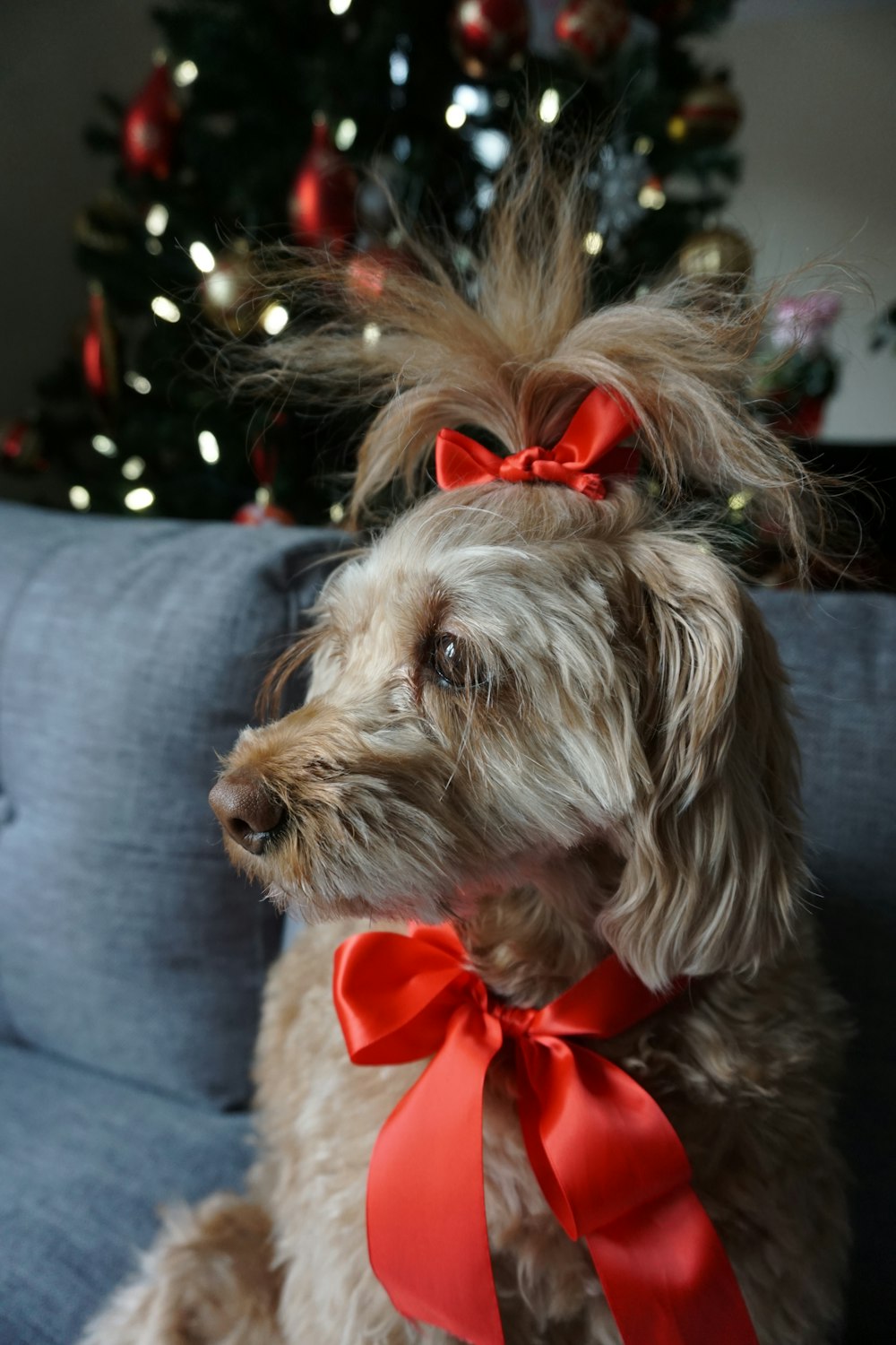 brown and white long coated small dog with red ribbon