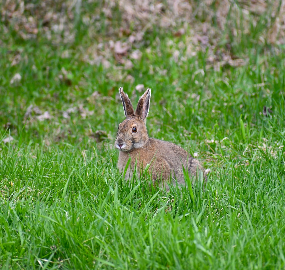 brown rabbit on green grass field during daytime