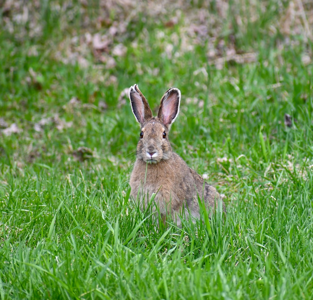 brown rabbit on green grass field during daytime