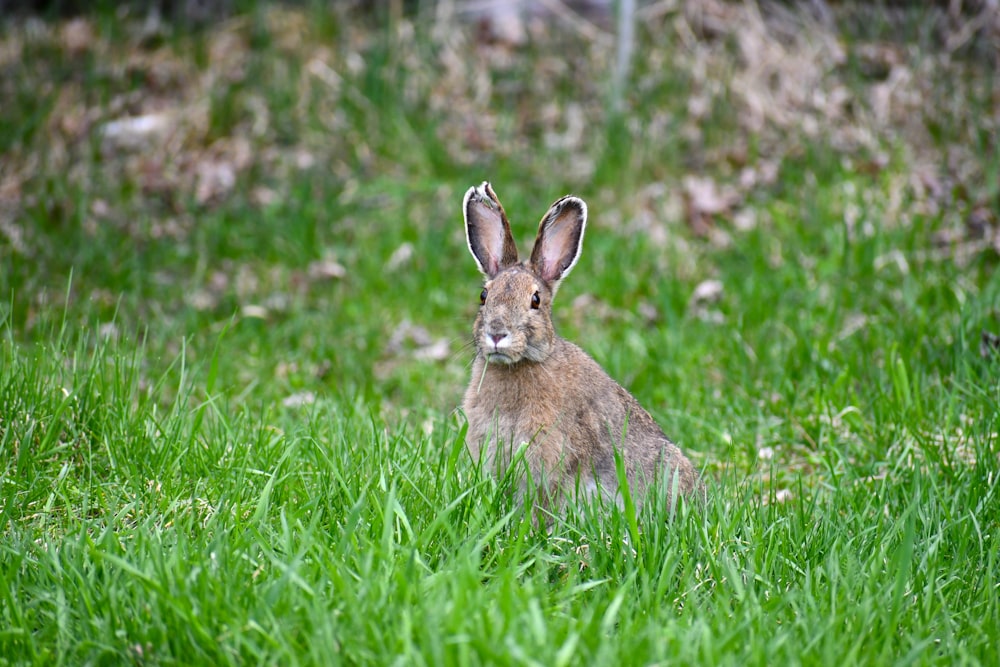 coniglio marrone su erba verde durante il giorno
