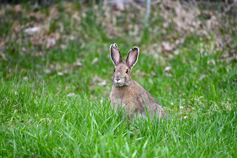 brown rabbit on green grass during daytime