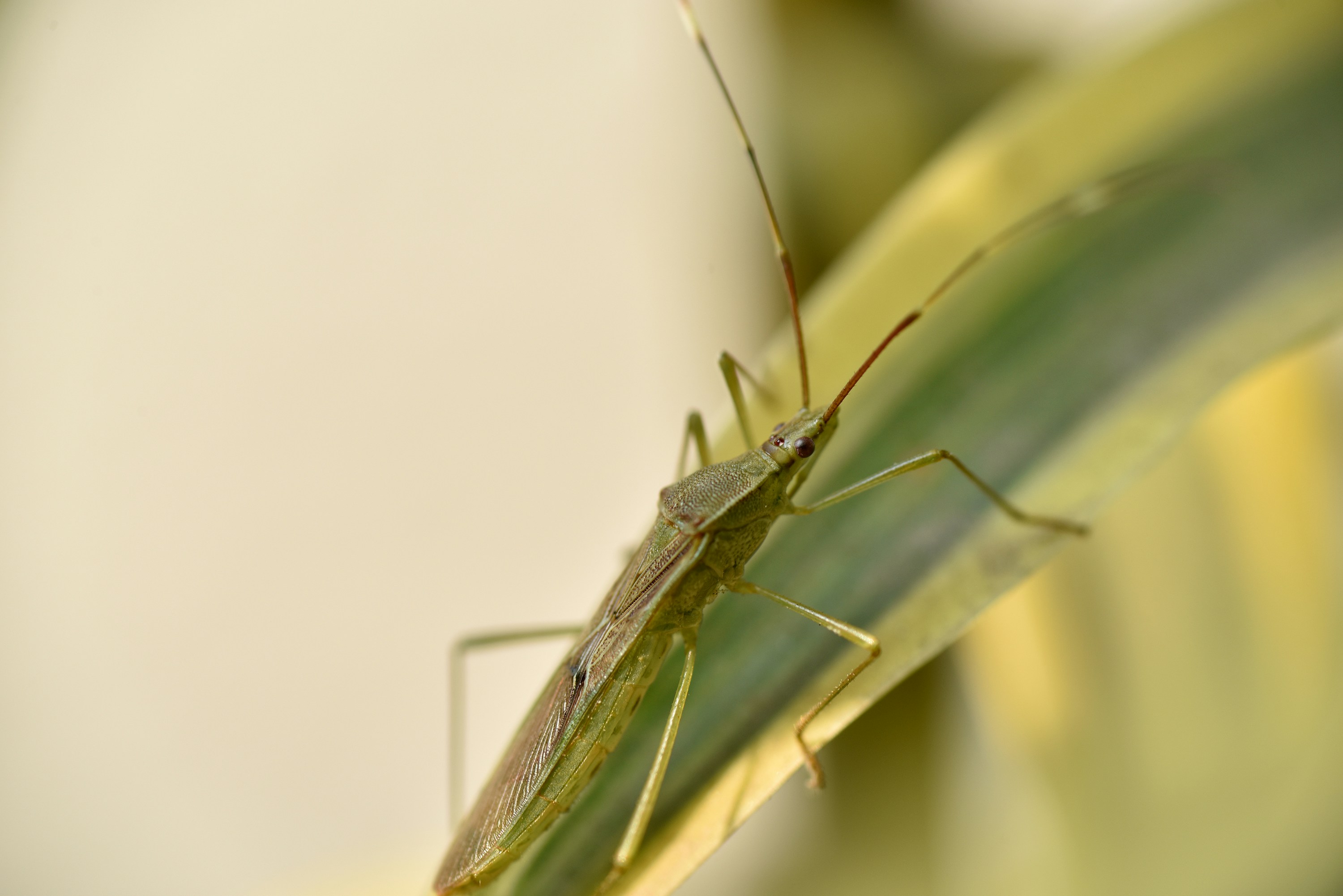 Photo by bisakhadatta