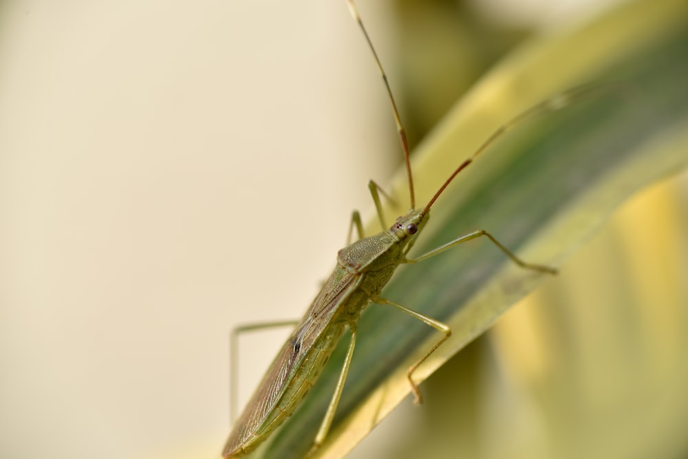 Grüner Grashüpfer auf weißer Fläche