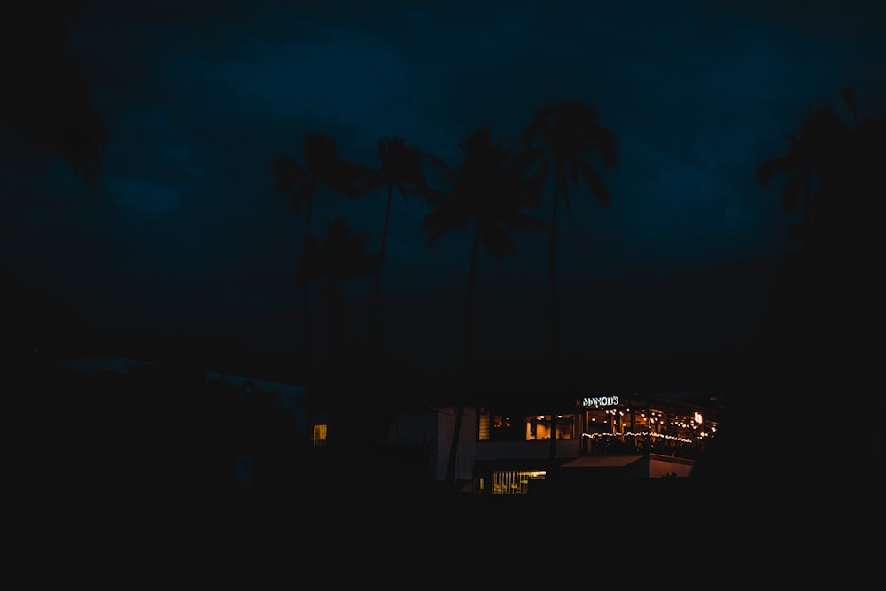 palm trees near building during night time