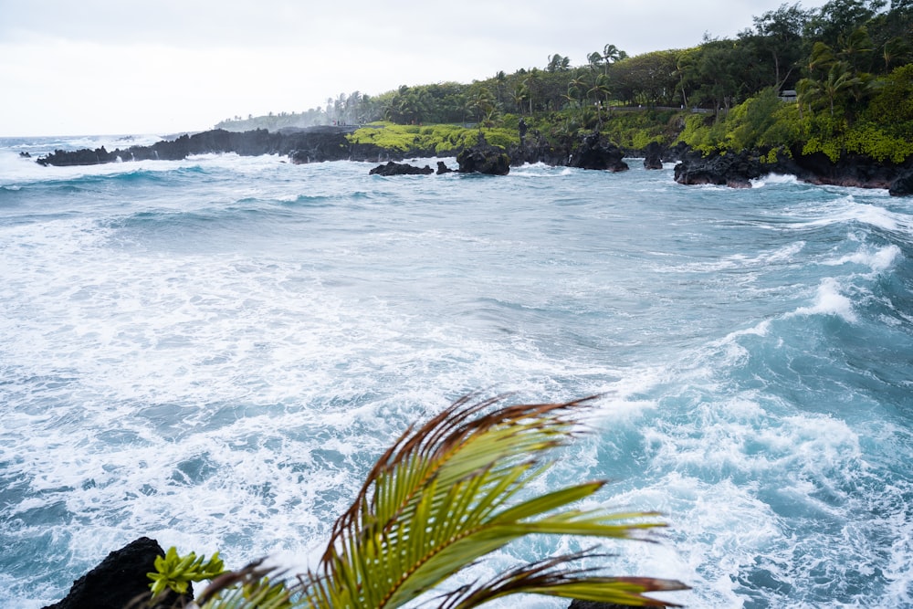 green palm tree near sea during daytime