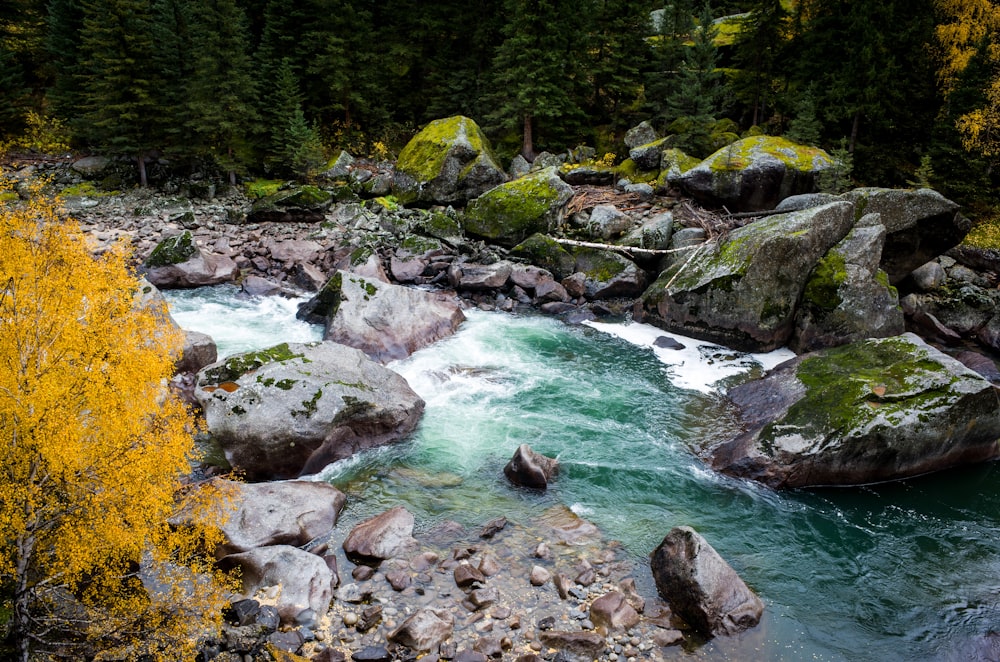 river in the middle of forest during daytime