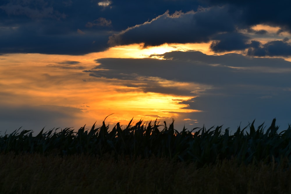 silhouette of plants during sunset