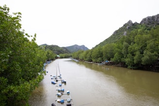 A serene backwater scene with lush mangroves and calm waters.