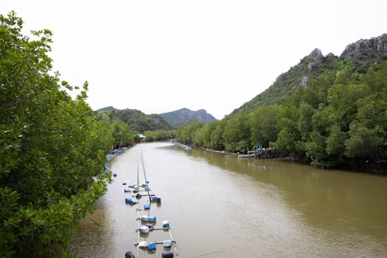 A serene river flows between lush green mangroves with small boats docked along the water's edge. Rolling hills covered in greenery provide a backdrop under a pale sky. The scene is calm and untouched by industrialization, evoking a sense of peaceful solitude.