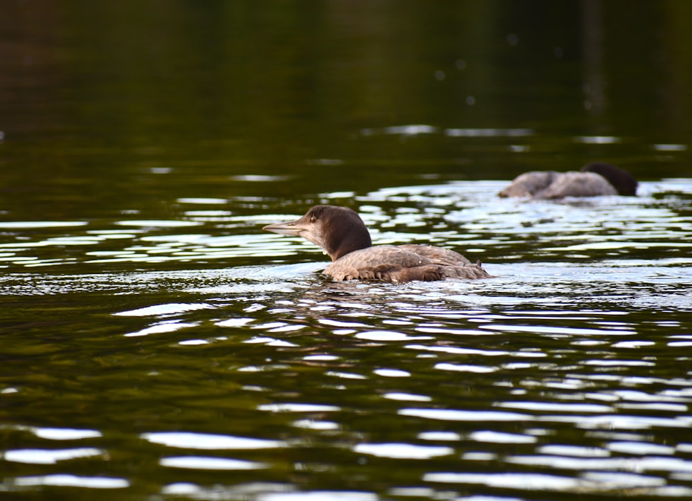 brown duck on water during daytime