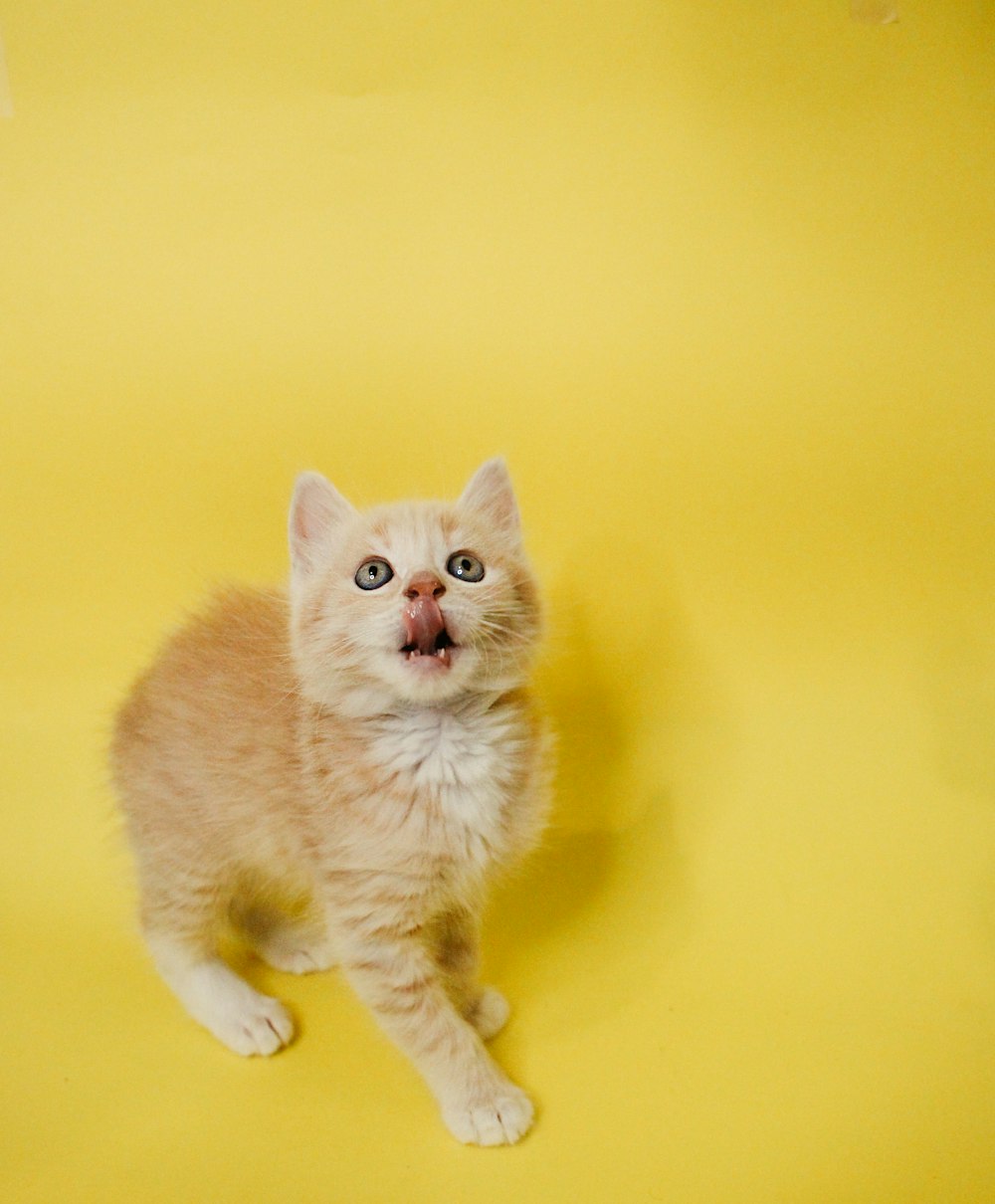 orange tabby kitten on yellow surface
