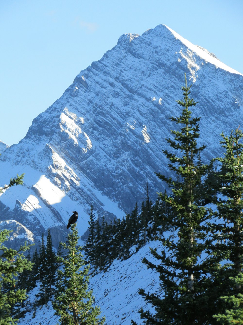 green trees near gray mountain during daytime