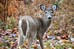 brown deer on brown dried leaves during daytime