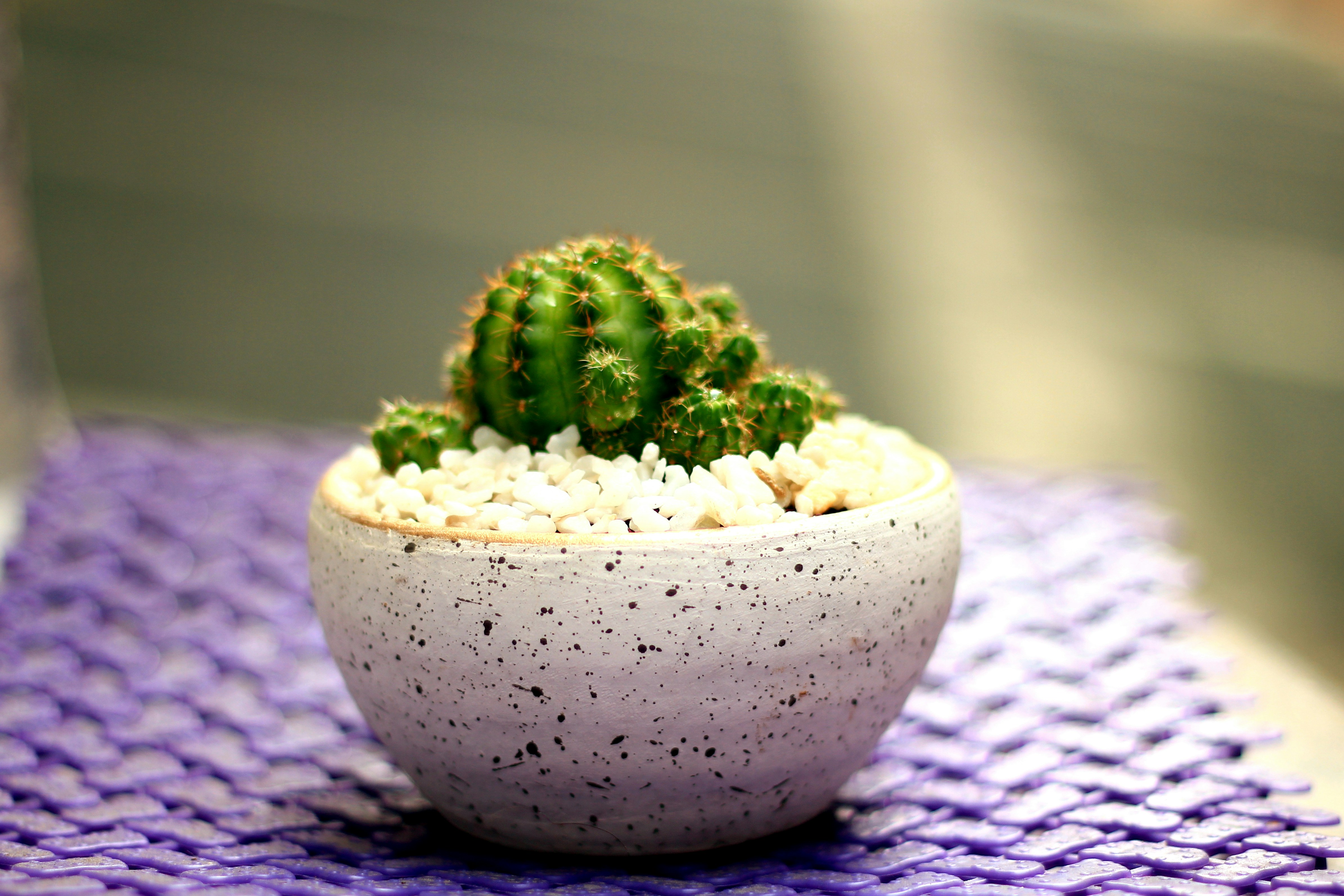 Vibrant Cactus Planter