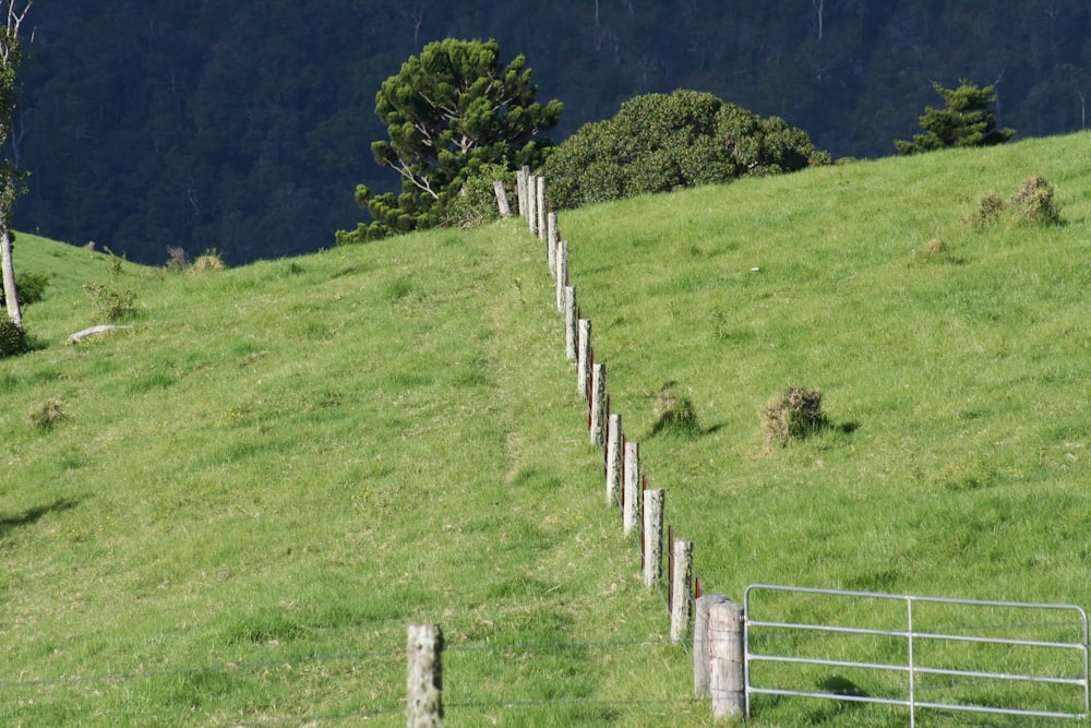 green grass field with brown wooden fence