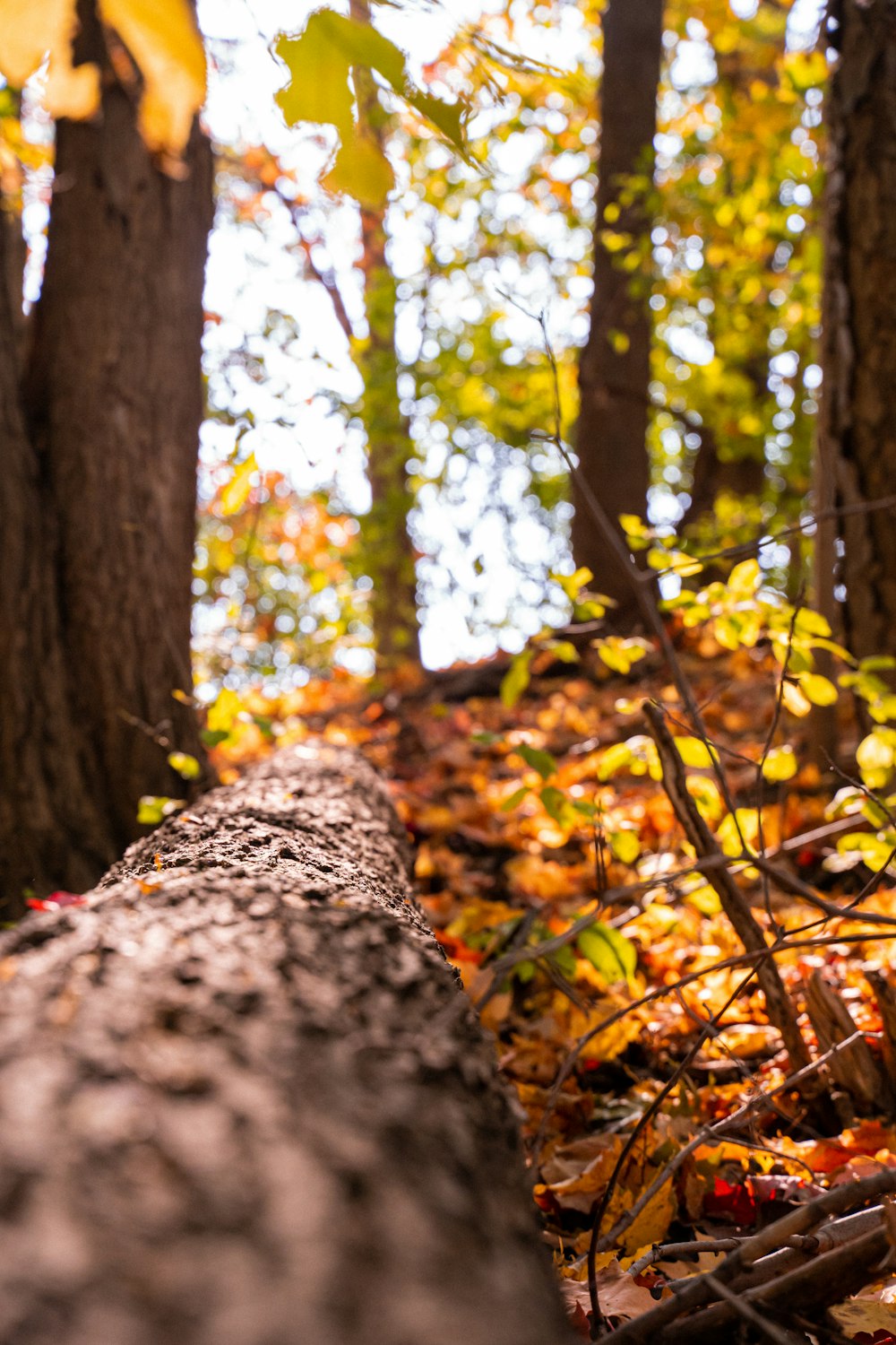 brown tree trunk with yellow leaves photo – Free Plant Image on Unsplash