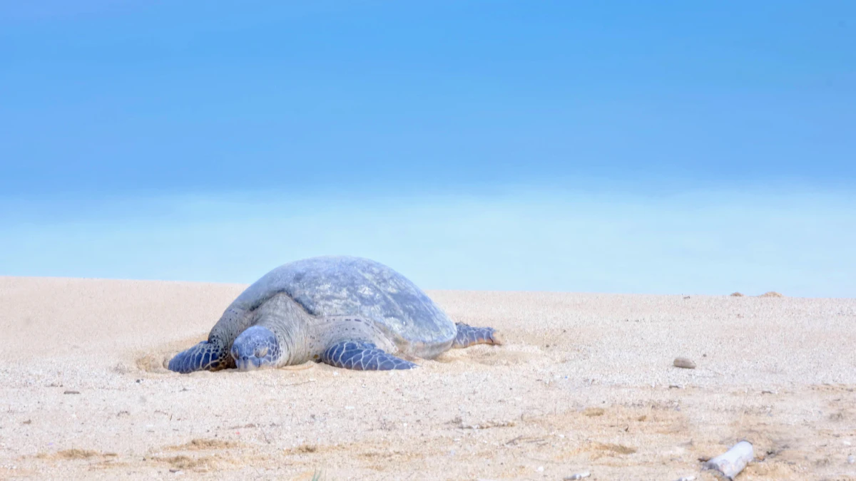 Sea turtle swimming in turquoise Caribbean water