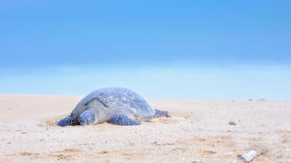 black sea turtle on brown sand during daytime