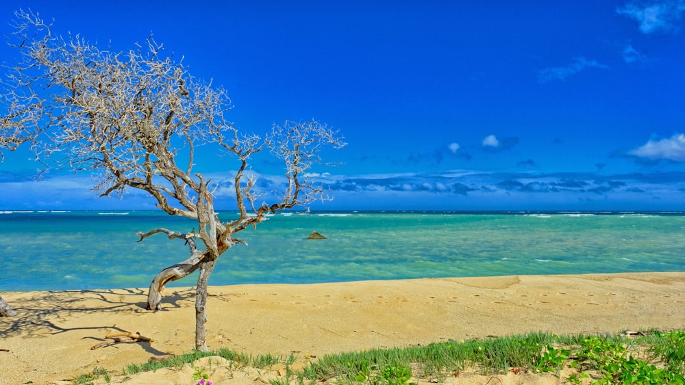 leafless tree on beach shore during daytime