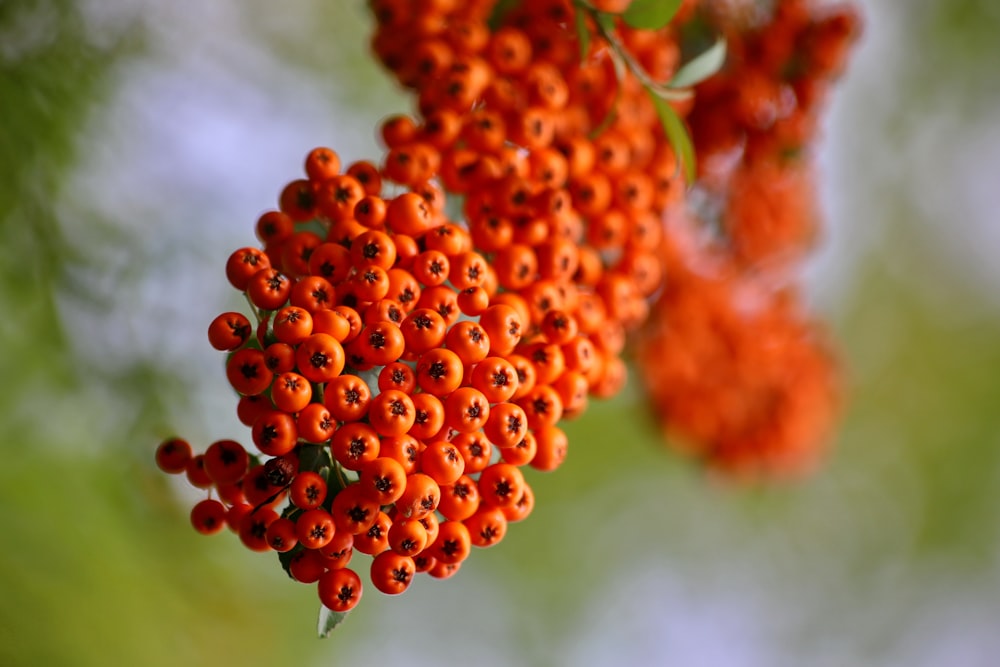 red round fruits in tilt shift lens