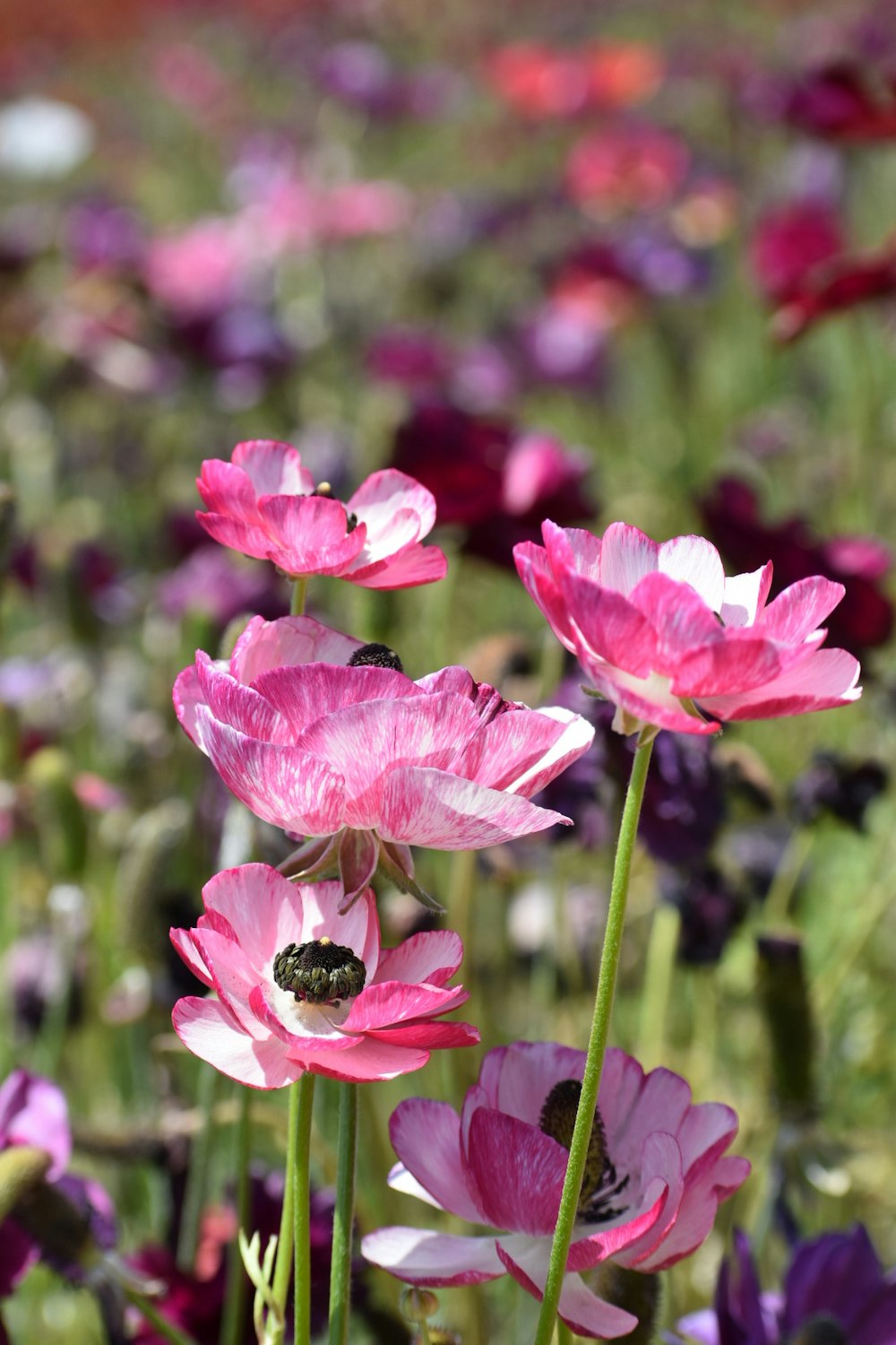 pink flower in tilt shift lens