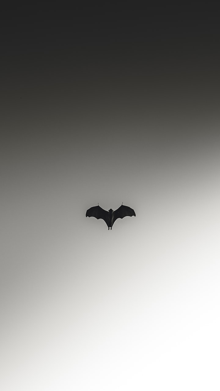 THE  WISE BAT
