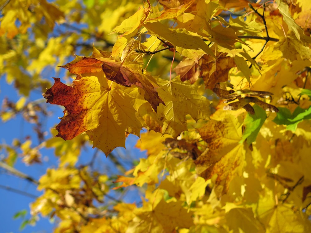 yellow and brown maple leaves