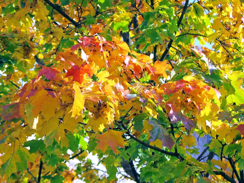 yellow and brown maple tree