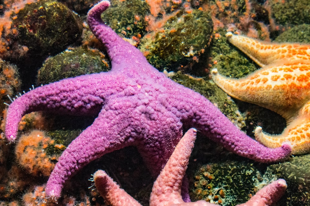 red starfish on gray coral reef