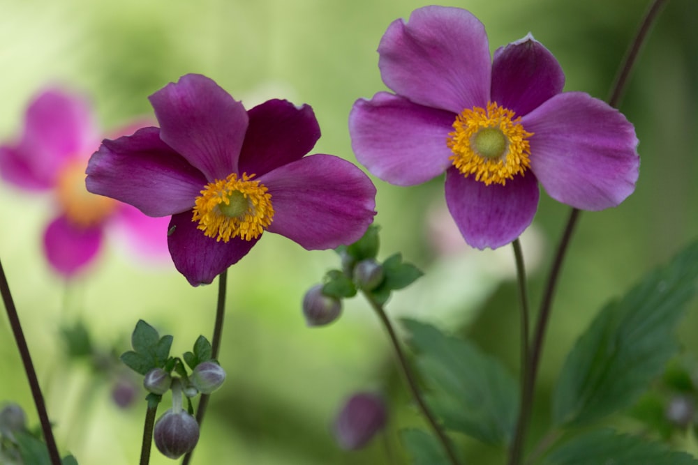 purple flower in tilt shift lens