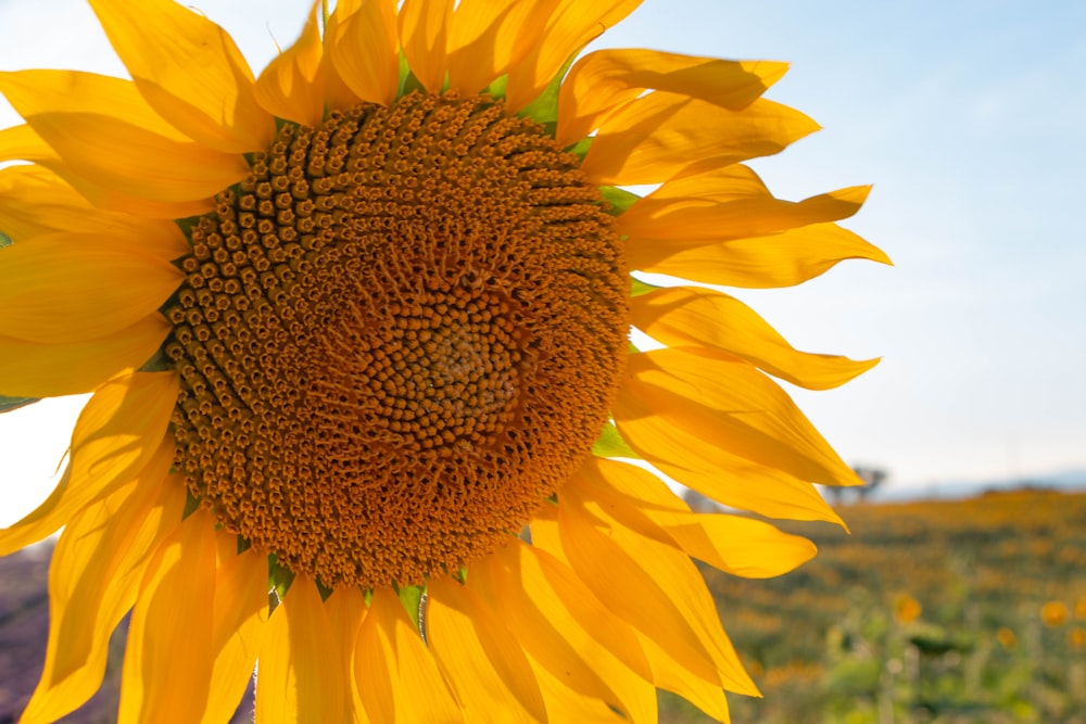 yellow sunflower in close up photography