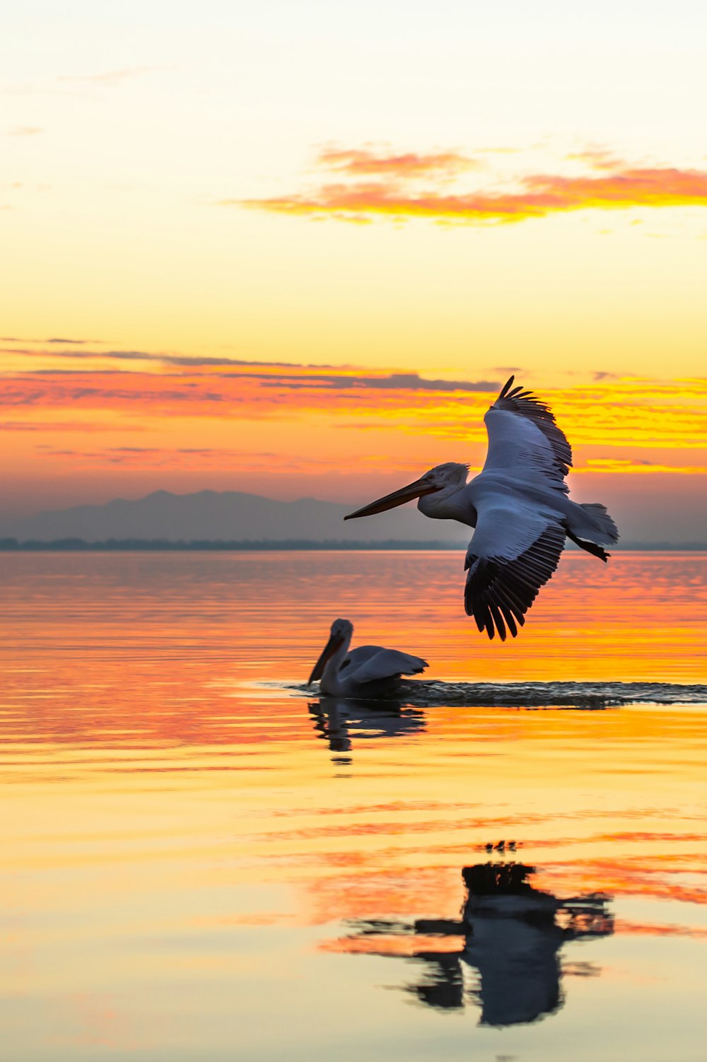 夕暮れ時に海の上を飛ぶペリカン