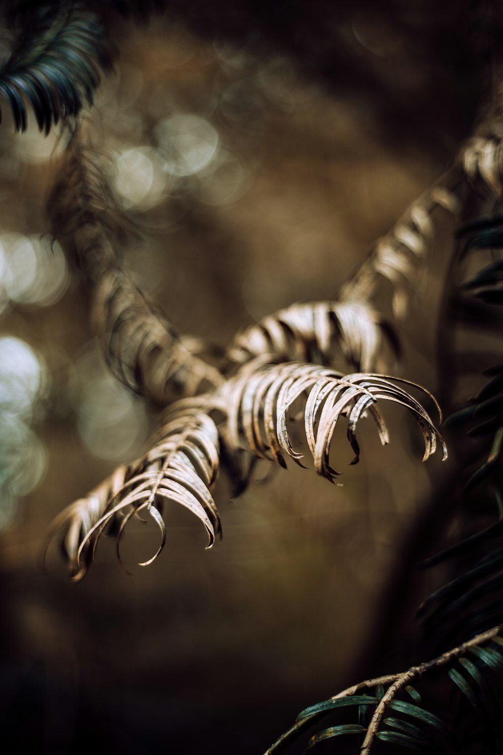 brown plant in close up photography