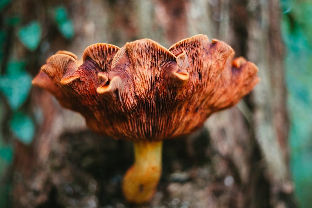 brown mushroom in close up photography